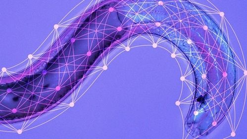 神經(jīng)網(wǎng)絡技術 電子產(chǎn)品世界的智能革命