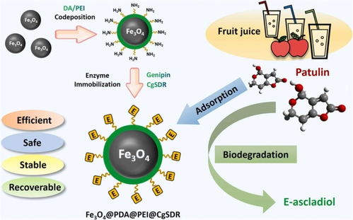 科技助力食品安全 我國真菌毒素生物脫毒研究與網(wǎng)絡技術(shù)協(xié)同取得新進展